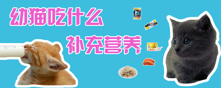 幼貓吃什么補充營養