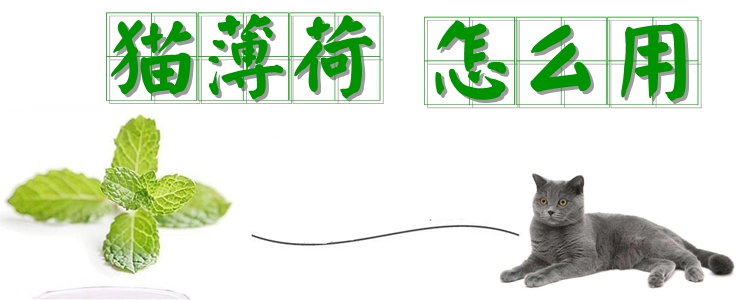 貓薄荷怎么用