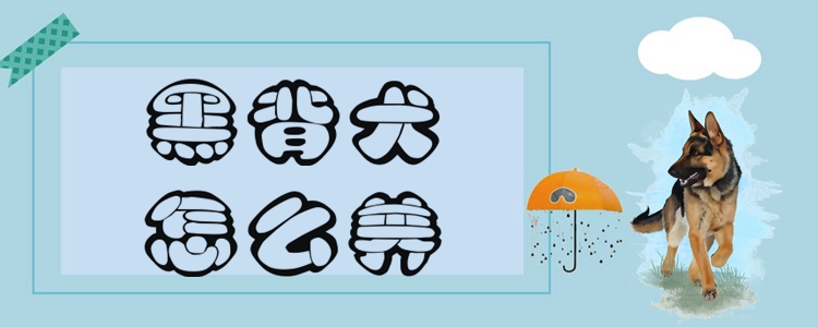 黑背犬怎么養(yǎng)