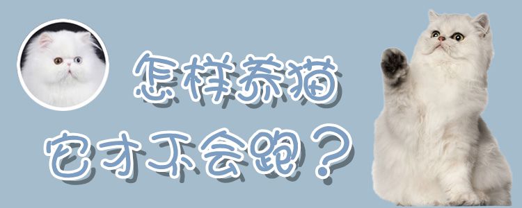 怎樣養貓它才不會跑