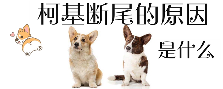 柯基犬為什么要斷尾1