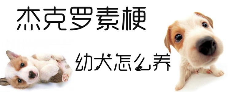 杰克羅素梗幼犬怎么養(yǎng)