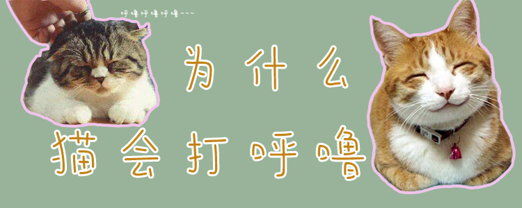 為什么貓會打呼嚕