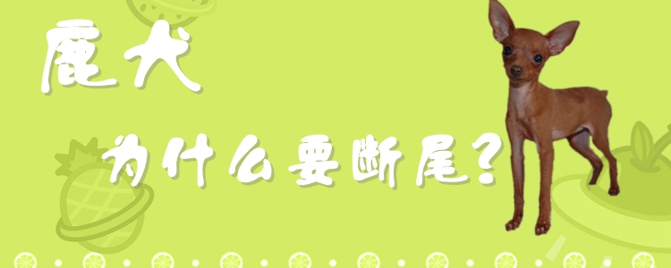 鹿犬為什么要斷尾