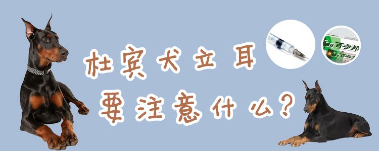 杜賓犬立耳要注意什么
