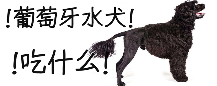 葡萄牙水犬吃什么