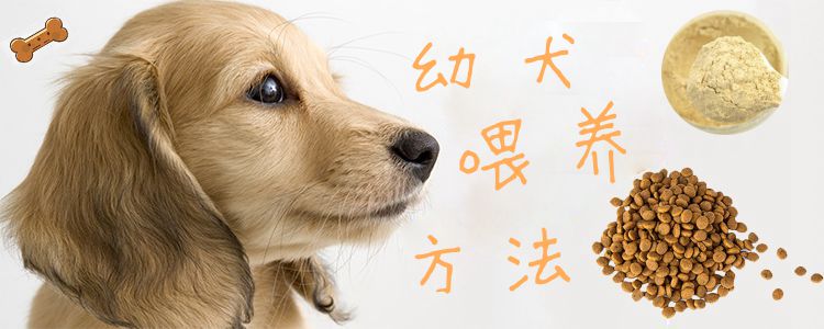 幼犬喂養方法