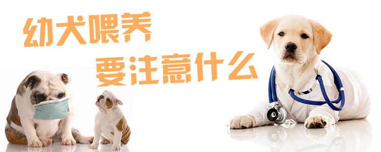 幼犬喂養要注意什么