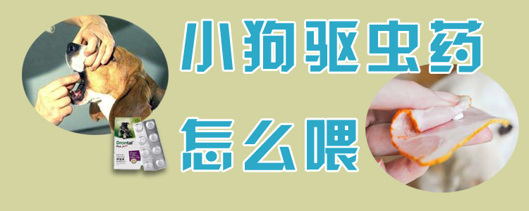 小狗驅蟲藥怎么喂