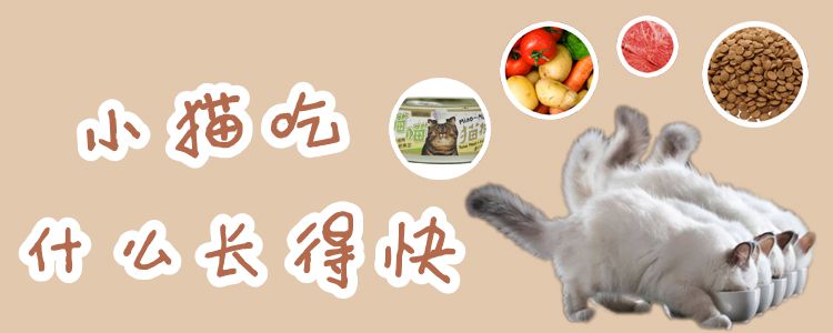 小貓吃什么長得快
