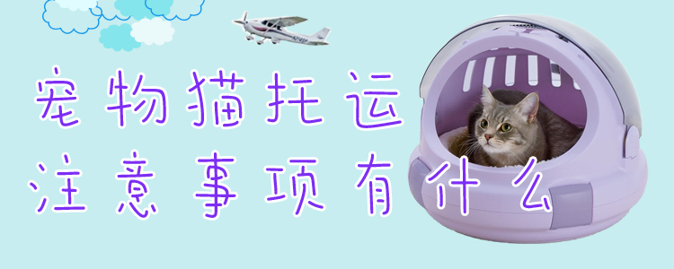 寵物貓托運注意事項有什么