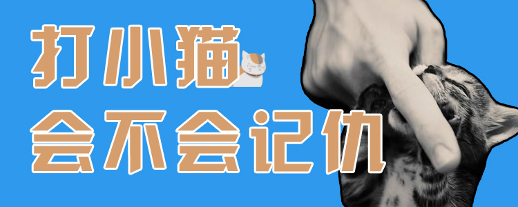 打小貓會不會記仇