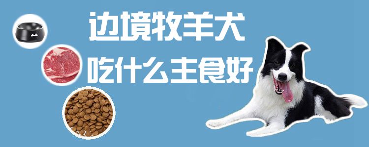 邊境牧羊犬吃什么主食好1