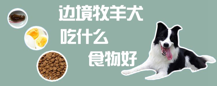 邊境牧羊犬吃什么食物好1