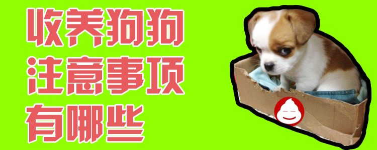 收養(yǎng)狗狗注意事項有哪些