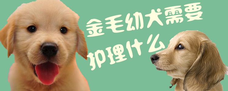 金毛幼犬需要護理什么1
