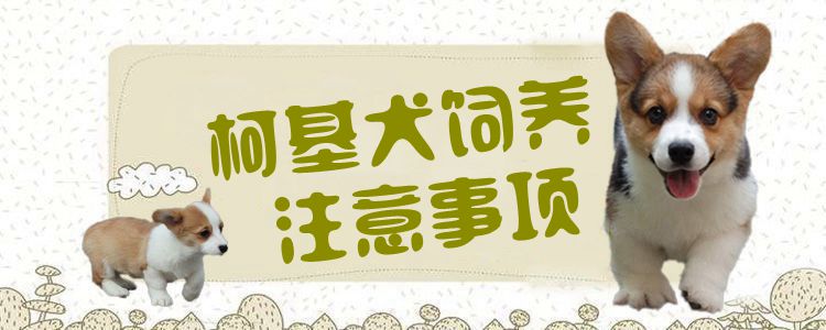 柯基犬飼養(yǎng)注意事項(xiàng)1