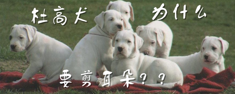 杜高犬為什么要剪耳朵