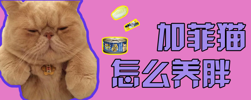 加菲貓怎么養(yǎng)胖