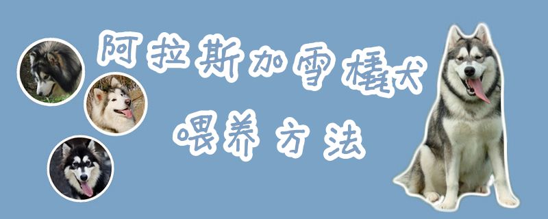 阿拉斯加雪橇犬喂養(yǎng)方法