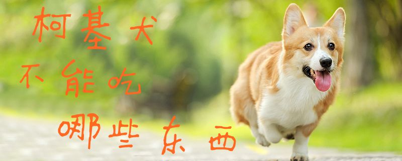 柯基犬不能吃哪些東西1