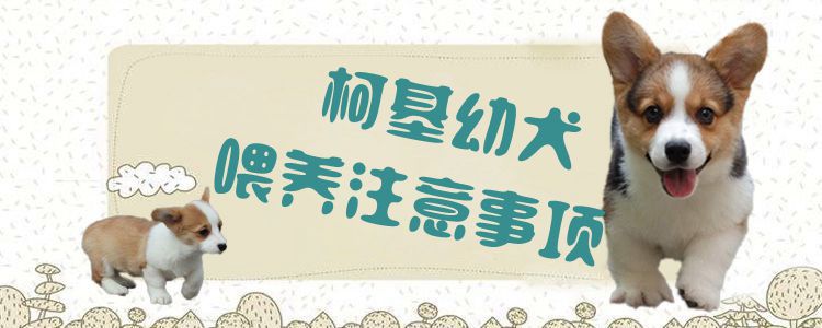 柯基幼犬喂養注意事項1