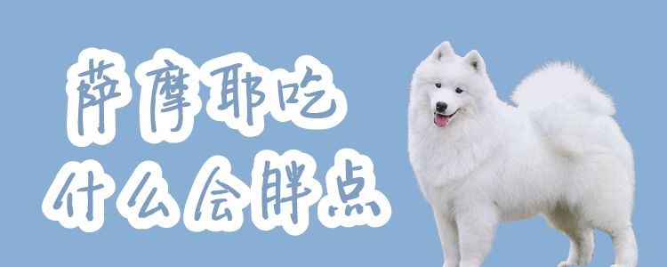 薩摩耶吃什么會胖點