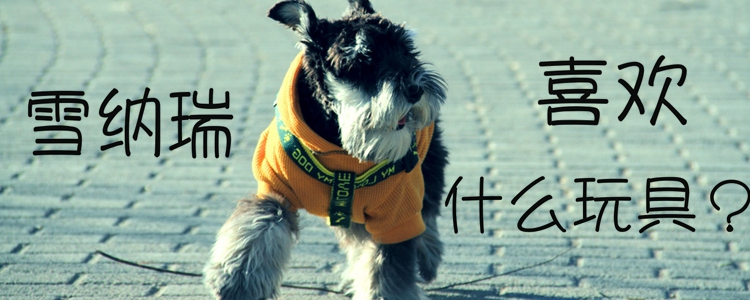 雪納瑞喜歡什么玩具