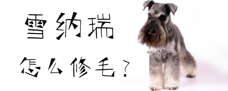 雪納瑞怎么修毛