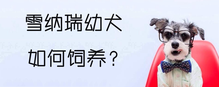 雪納瑞幼犬如何飼養