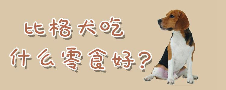 比格犬吃什么零食好