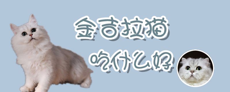 金吉拉貓吃什么好