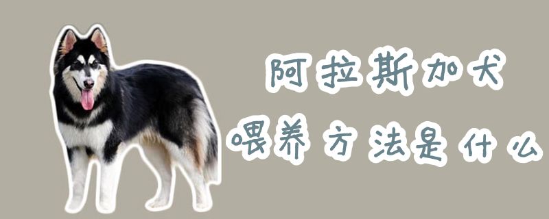 阿拉斯加犬喂養方法是什么
