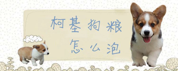 柯基狗糧怎么泡