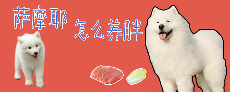 薩摩耶怎么養(yǎng)胖