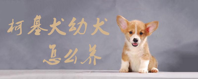 柯基犬幼犬怎么養1