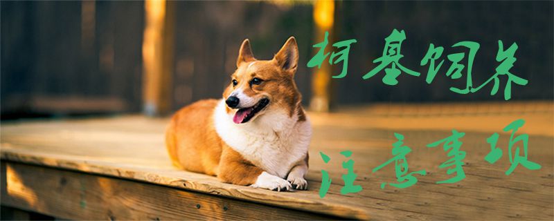 柯基飼養注意事項1