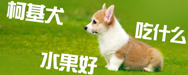 柯基犬吃什么水果好1