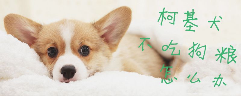 柯基犬不吃狗糧怎么辦1