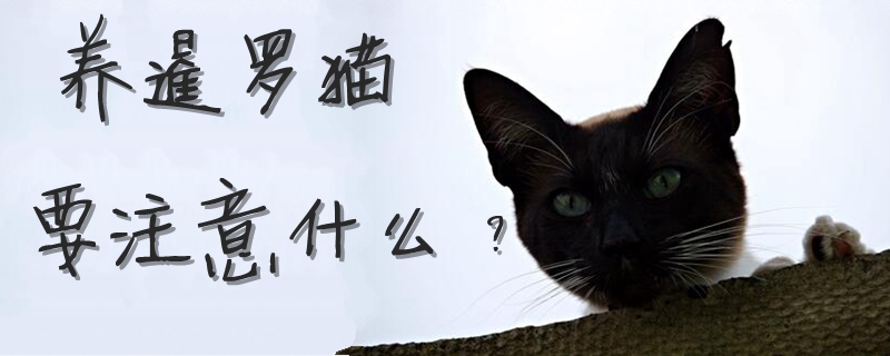 養暹羅貓要注意什么