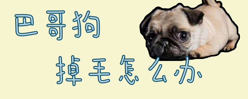 巴哥狗掉毛怎么辦