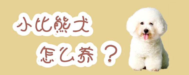 小比熊犬怎么養