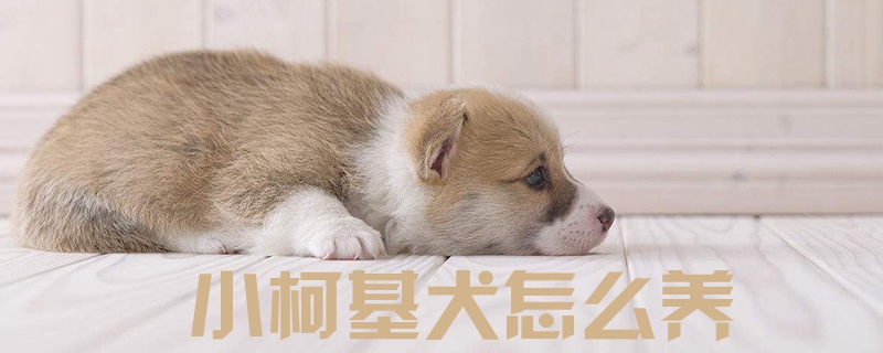 小柯基犬怎么養1