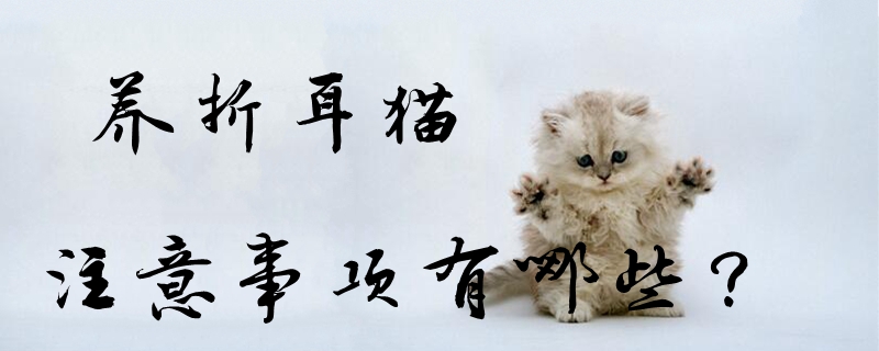 養折耳貓注意事項有哪些