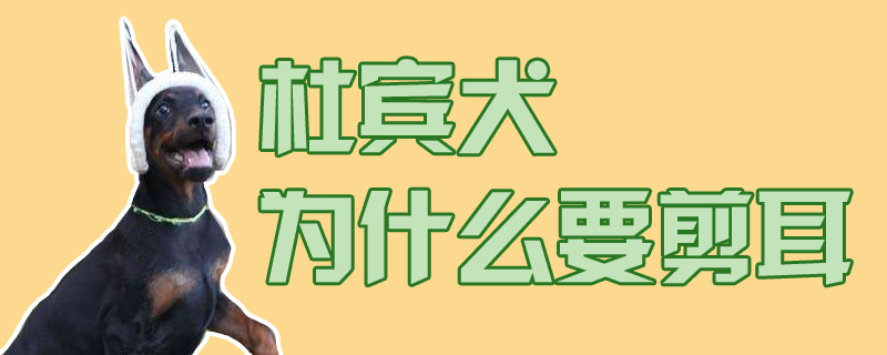 杜賓犬為什么要剪耳