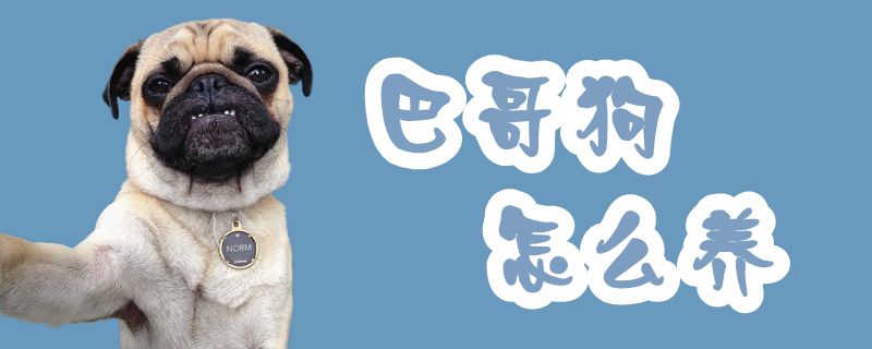 巴哥狗怎么養