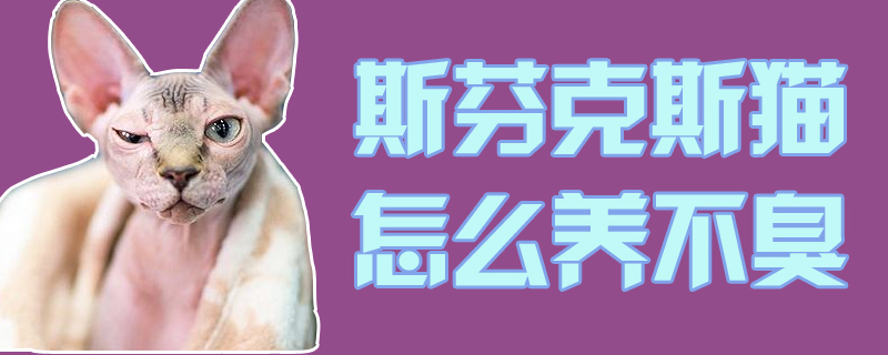 斯芬克斯貓怎么養不臭