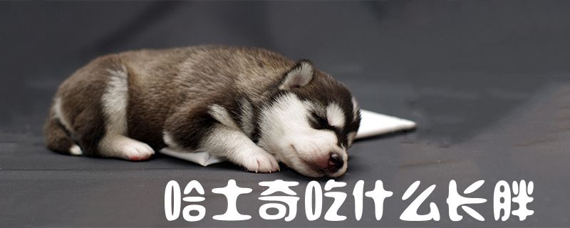 哈士奇吃什么長胖1
