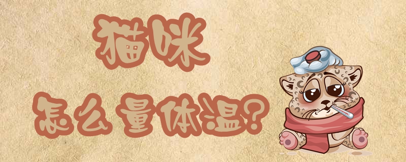 貓咪怎么量體溫