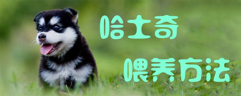 哈士奇喂養方法1